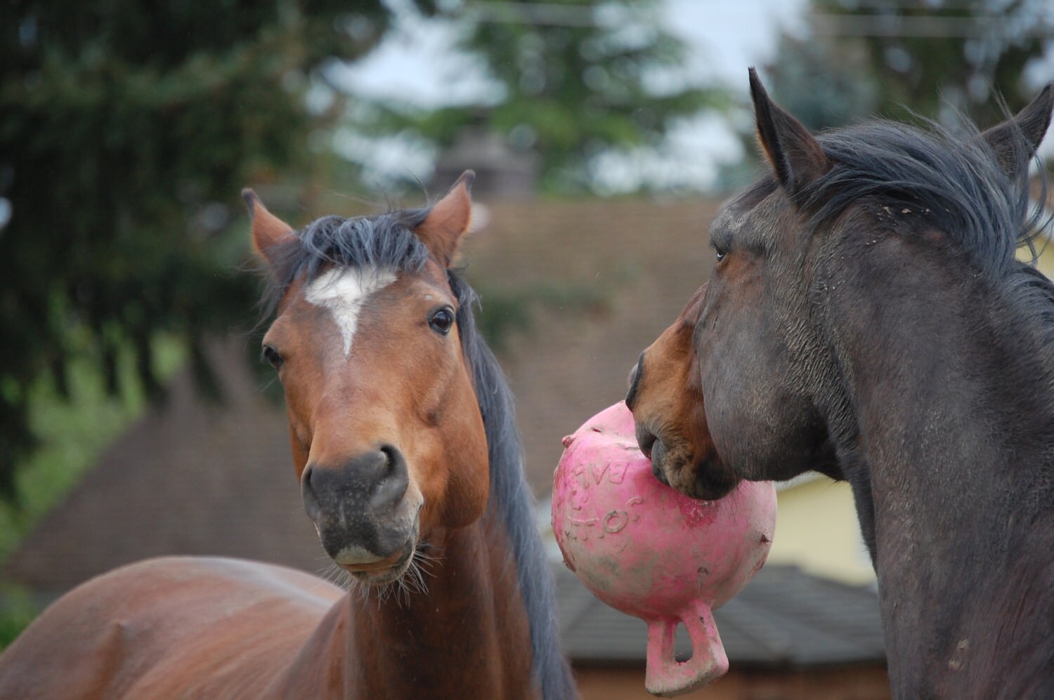 Horse Card Equine Photography Horses Play With Pink Jolly Ball - Etsy