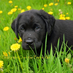 Black Labrador Puppy in Dandelion Field Photo Greeting Card  Dog Portrait Card