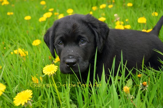 te ontvangen Verloren hart Skim Black Labrador Puppy in Dandelion Field Photo Greeting Card - Etsy Hong Kong