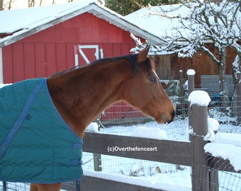 Blank Photo Greeting Card,Equine Photography,Horse with Green Winter Blanket in Snow with Red Barn