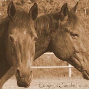 Carte de vœux pour chevaux, vierge à l’intérieur pour votre note personnelle, Photographie animalière, Quarter Horses in Sepia, Photographie équine, Portrait d’animal de compagnie,
