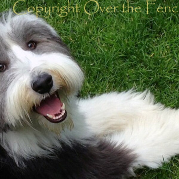 Bearded Collie smiles for the camera, photo greeting card, blank inside for your personal note