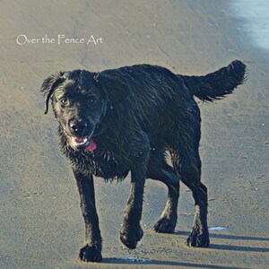 Labrador Art Photo Greeting Card, Salty Sea Black Labrador passeggia sulla spiaggia,vuoto all'interno per la tua nota personale