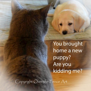 Cat Card Dog Card Funny CAT and YELLOW LABRADOR Puppy Greeting Card image 1