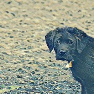 Salty Sea Dog Labrador Grußkarte, innen blanko für deine persönliche Notiz
