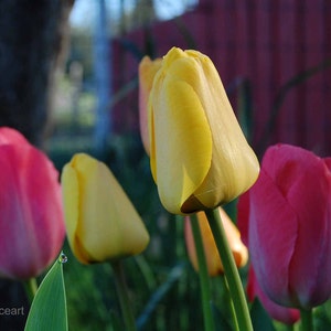 Handgemaakte kaart, felgekleurde roze en gele tulpen blooming by red barn, bloem wenskaart, blanco binnen voor uw persoonlijke notitie