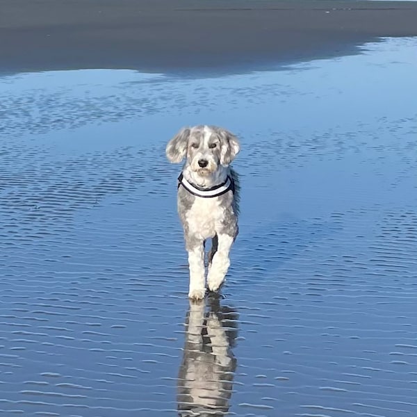 Bearded Collie Photo Greeting Card, Reflection of Dog walking on Copalis Beach, blank inside for your personal note, dog lover gift