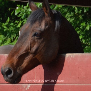 Cheval de photographie équine observant au-dessus de la carte de voeux de photo handcrafted d’impression de clôture rouge