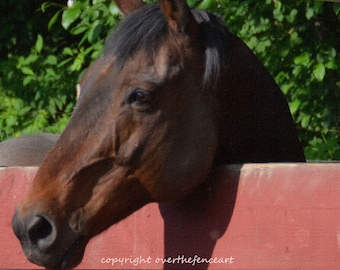 Equine Photography Horse Watching over Red Fence Photo Print Handcrafted Photo Greeting Card