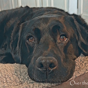 Labrador Art Photo Greeting Card, Loving Black Labrador takes a rest, blank inside for your personal note image 1