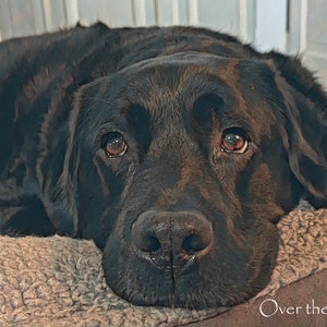 Labrador Kunst Foto Grußkarte, Liebender schwarzer Labrador nimmt eine Pause, innen blanko für Ihre persönliche Notiz