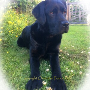 May include: A black Labrador Retriever dog is lying in the grass, looking to the right. The dog is in a grassy area with white flowers and yellow flowers.