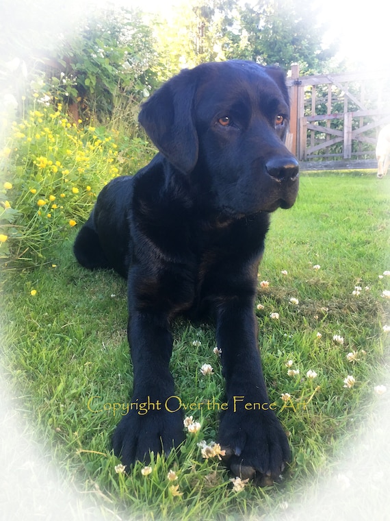 Black Labrador Card My What Big Paws You Have