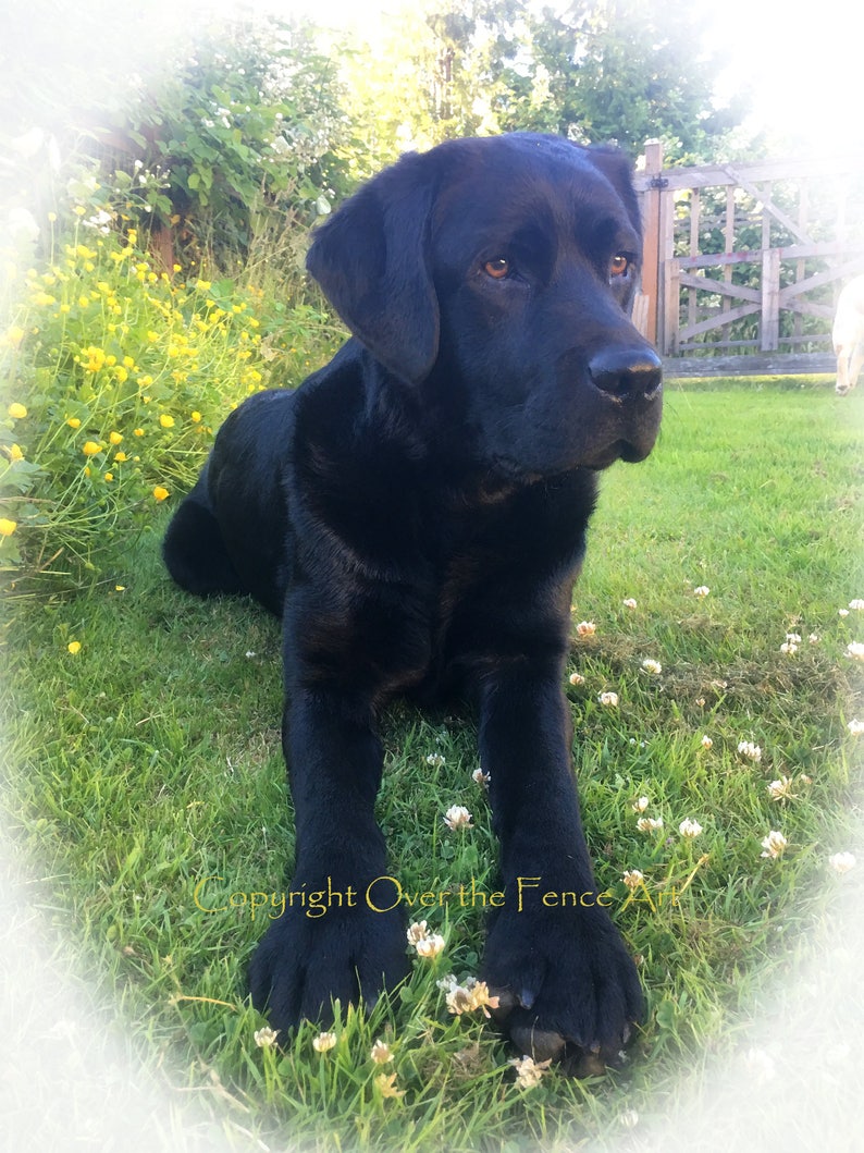 May include: A black Labrador Retriever dog is lying in the grass, looking to the right. The dog is in a grassy area with white flowers and yellow flowers.
