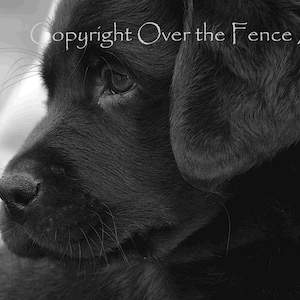 Black Labrador Puppy Fine Art Photo Greeting Card, Black and White print, blank inside for your personal note image 1