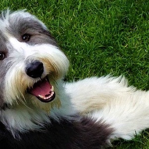 Smiling Bearded Collie Photo Greeting Card Etsy