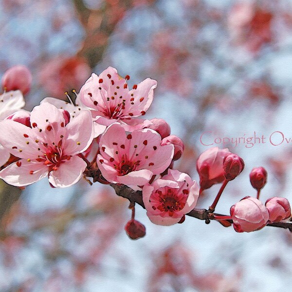Flower Photography Greeting Card Pink and Cranberry Cherry Tree Blossoms