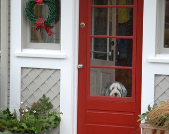 Dog Christmas Card Bearded Collie Waiting at Door by Christmas Wreath Dog Photography