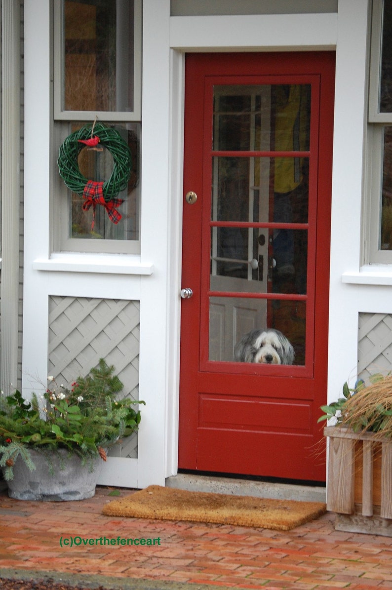 Carte de Noël pour chien Collie barbu attendant à la porte par Christmas Wreath Dog Photography image 1