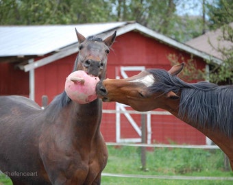 Horse Card Handmade Greeting Card  Animal Photography Two Happy Horses Playing Together with Pink Toy Jolly Ball Art Print