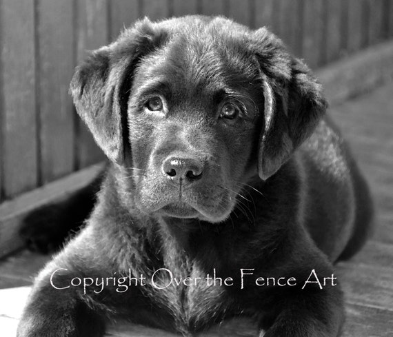 Vernauwd worst paniek Dog Card Black Labrador Puppy Fine Art Photo Greeting Card - Etsy