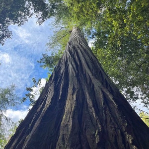 グリーティング カード、カリフォルニア レッドウッドの木を見上げ、内側は空白で個人的なメモを書くことができます