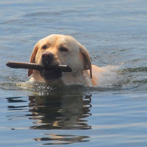 Gele labrador zwemmend, hondenfotokaart, blanco binnenkant voor je persoonlijke notitie