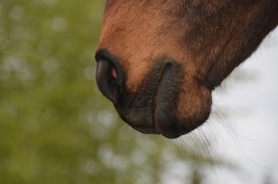 Horse Photograph Horse Portrait Horse Muzzle Animal Photography, Nature Photography,Fine Art Photo, Wall Art,  4x6 5x7 8x10 11x14