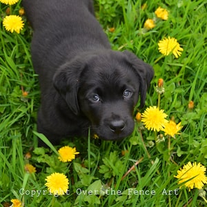 Dog Card, Black Labrador Puppy in een veld van paardebloemen, Fine Art Photo wenskaart, blanco binnenkant voor uw persoonlijke notitie