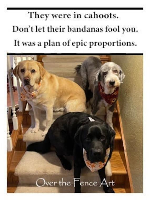 Funny Photo Greeting Card, Dogs Are up to No Good, Labrador Card
