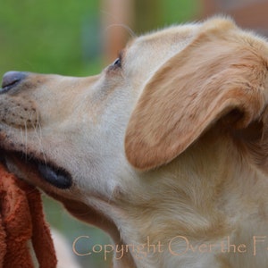 Lustige Labrador Kunst Grußkarte, Wanna play tug?, innen leer für Ihre persönliche Notiz