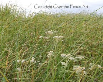 Beach Card Grass Path to Long Beach Photography Long Beach Washington Photo Greeting Card Nature Photography