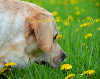 Dog Card Yellow Labrador in Dandelion Field Photo Greeting Card  Dog Portrait Card