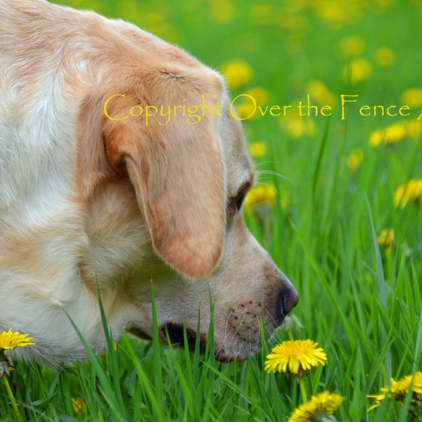 Dog Card Yellow Labrador in Dandelion Field Photo Greeting Card  Dog Portrait Card