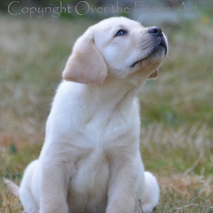 Dog Card, YELLOW LABRADOR PUPPY guarda le rondini del fienile volare sopra la testa, Photo Greeting Card, fatto a mano, vuoto all'interno per la tua nota personale