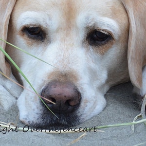 Dog Card, Yellow Labrador Handcrafted Photo Greeting Card, Dog Photography, Salty Sea Dog Rests His Paws in the Sand