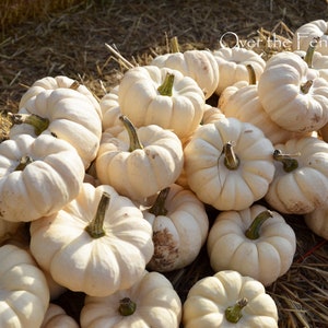 Weißer Kürbis Foto Grußkarte, Halloween Karte, Thanksgiving Karte, Herbst Grußkarte, innen blanko für deine persönliche Notiz