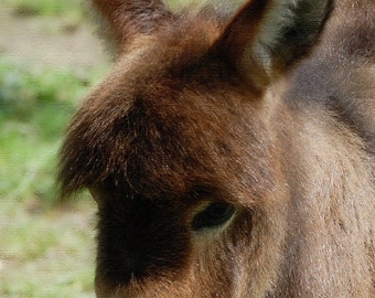 Animal Photography DONKEY Carte de vœux photo fabriquée à la main