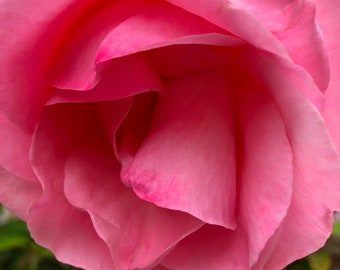 Flower Greeting Card Fine art photography Flower Photography Pink Rose