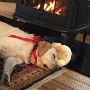 Biglietto di auguri per le feste, Labrador giallo dorme vicino al fuoco con nastro natalizio rosso, il biglietto è vuoto all'interno per il tuo messaggio personale