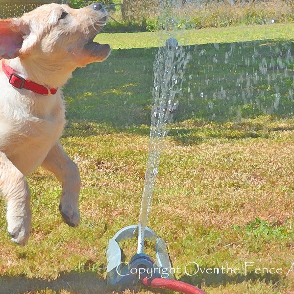 Dog Photo Card, Bring on Summer, Yellow Labraodor Puppy Adores the Sprinkler, blank inside for your personal note