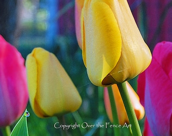 Flower Greeting Card Tulip Flowers Photography Fine Art Photography Photo Card