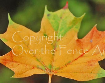 Bunte Ahornblatt Fotokarte, Herbstfarben, Grußkarte, innen blanko