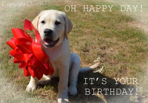 Labrador Giallo Invia Che Auguri Di Buon Compleanno Con Questo Etsy