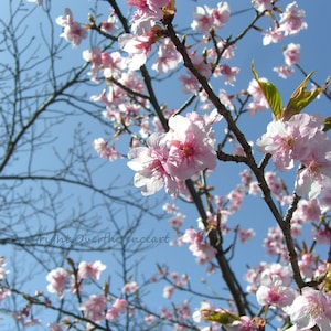 Handgemaakte fotowenskaart, Lente Kersenboom Bloesems Roze en Wit, Bloemenkaart, blanco binnenkant voor uw persoonlijke notitie