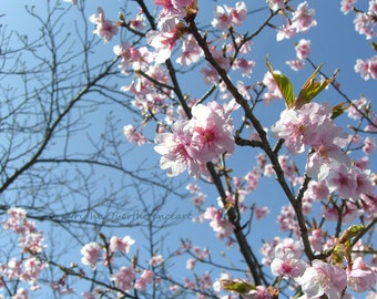 Handgefertigte Foto-Grußkarte,Frühlings-Kirschbaum-Blüten rosa und weiß,Blumenkarte, innen blanko für Ihre persönliche Notiz