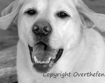 Yellow Labrador Card in Black and White Photography Yellow Lab is  Smiling with Wind Blown Ears