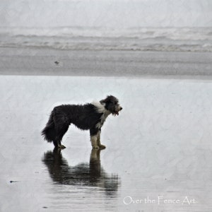 Bearded Collie Foto-Grußkarte, Reflexion von Hund am Strand von Copalis, innen leer für Ihre persönliche Notiz, Hundeliebhaber Geschenk