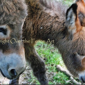 Donkey Photo Card, Pet Photography, Moeder Ezel Grazing met baby, blanco binnen voor uw persoonlijke notitie