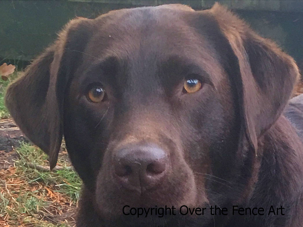 Chien Visiteur : Carte De Voeux 2024